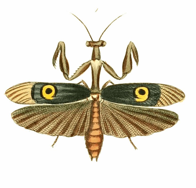 The Mantis