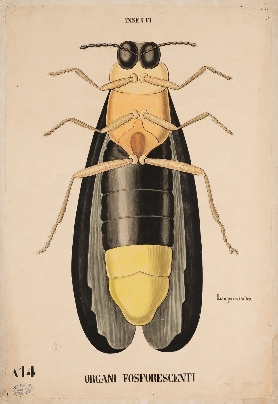 The Firefly