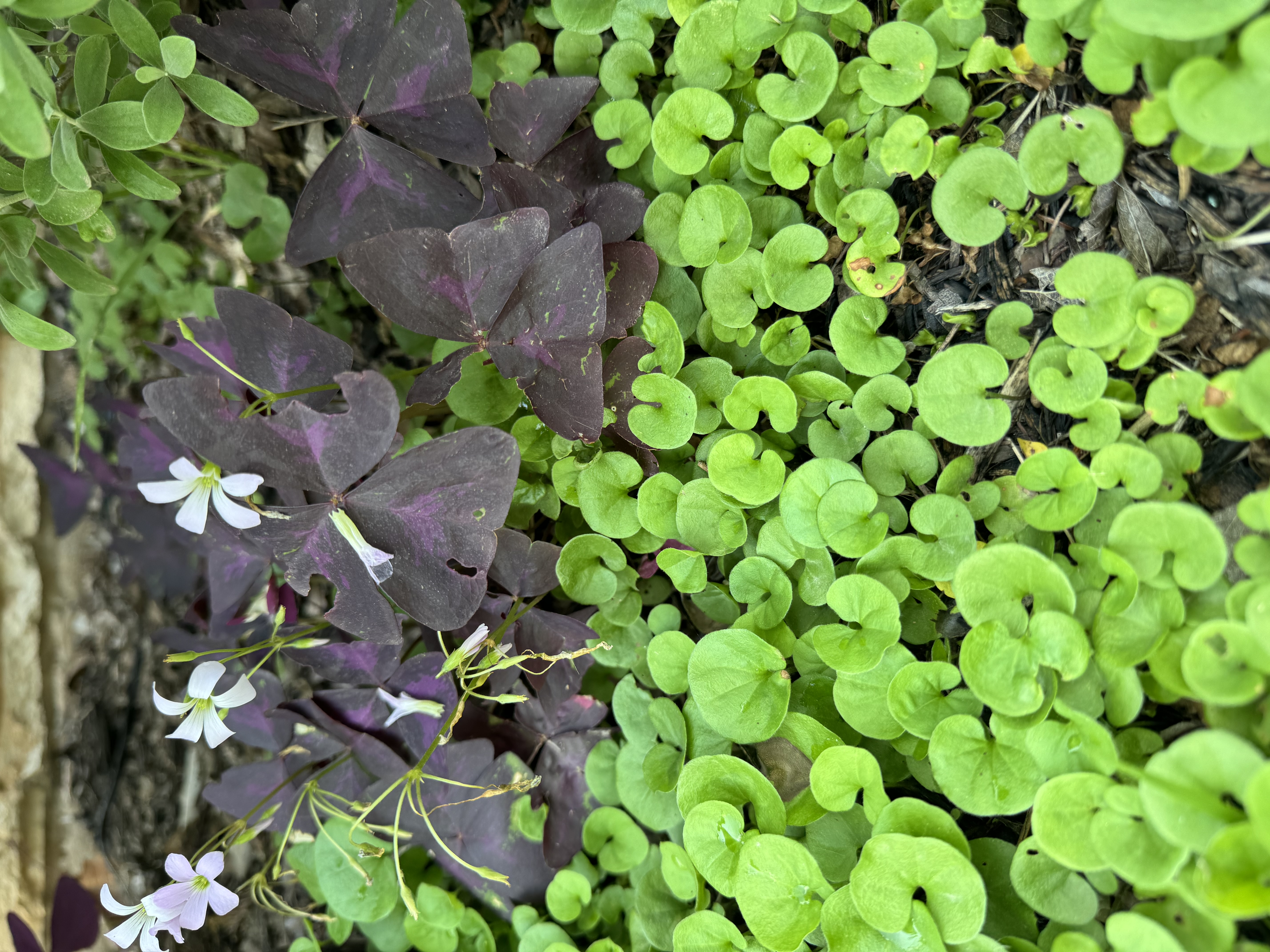 A close-up image showcases a micro-ecosystem with purple-leaved Oxalis triangularis, displaying delicate white flowers, intermingled with a vibrant green ground cover of small, round leaves. The rich colors and varied textures illustrate a small-scale example of urban biodiversity.