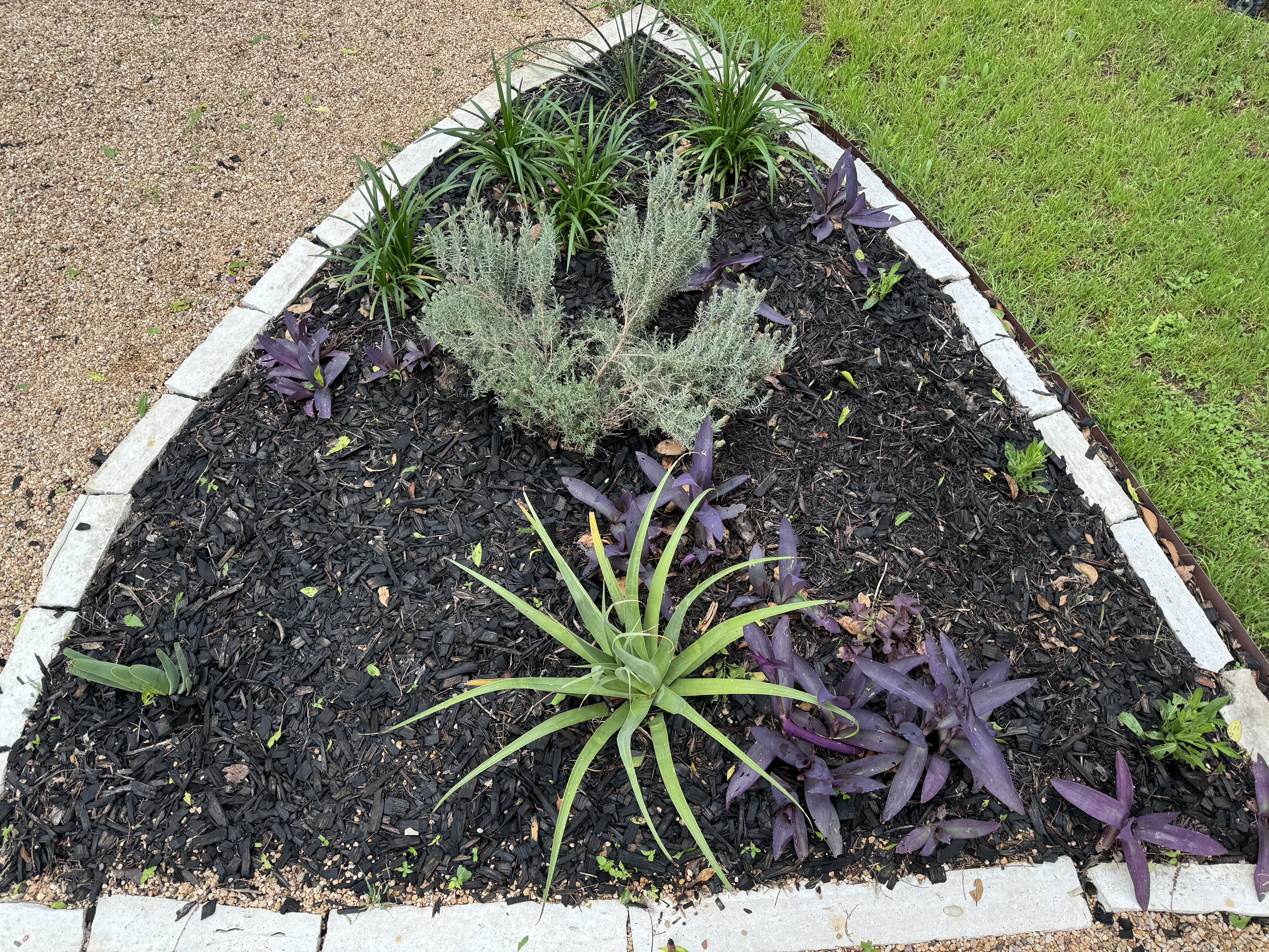 An urban garden bed with a variety of plants including purple-leafed shrubs, succulents, and green grasses, surrounded by a white brick border, mulched with dark wood chips, highlighting sustainable gardening practices in a suburban setting.