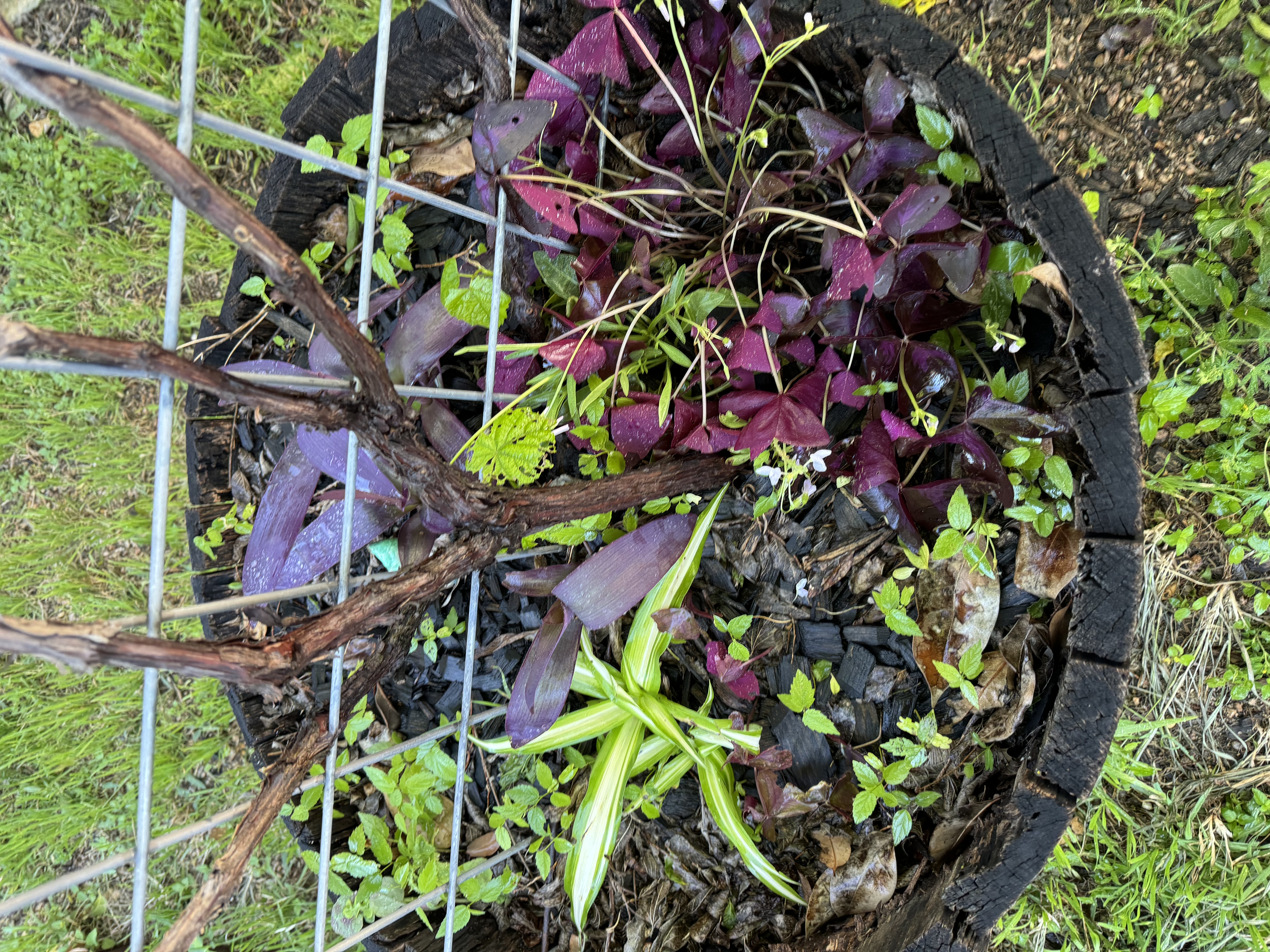 A vibrant photo of a garden bed rich with diverse plant life, including green and purple leaves, showcasing various stages of growth and decomposition amidst a backdrop of dark soil and a wire support structure.