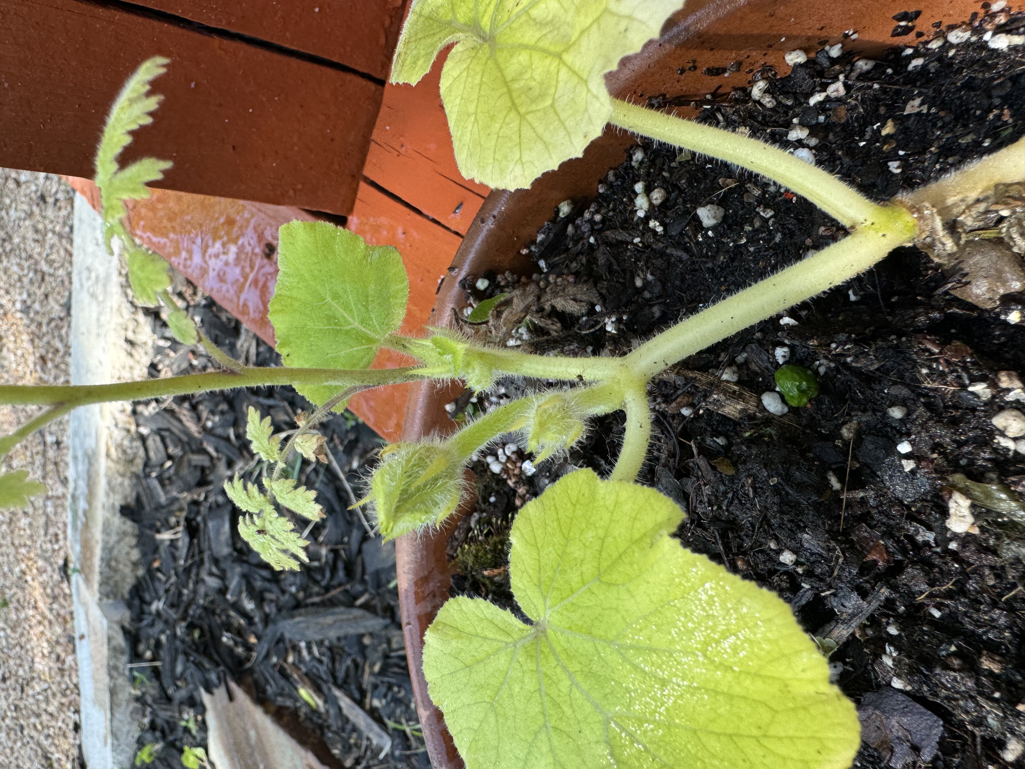 A young green plant with broad leaves grows in a terracotta pot, nestled in rich, dark soil against a backdrop of mulch and a red wooden structure, illustrating urban gardening and its ecological benefits.