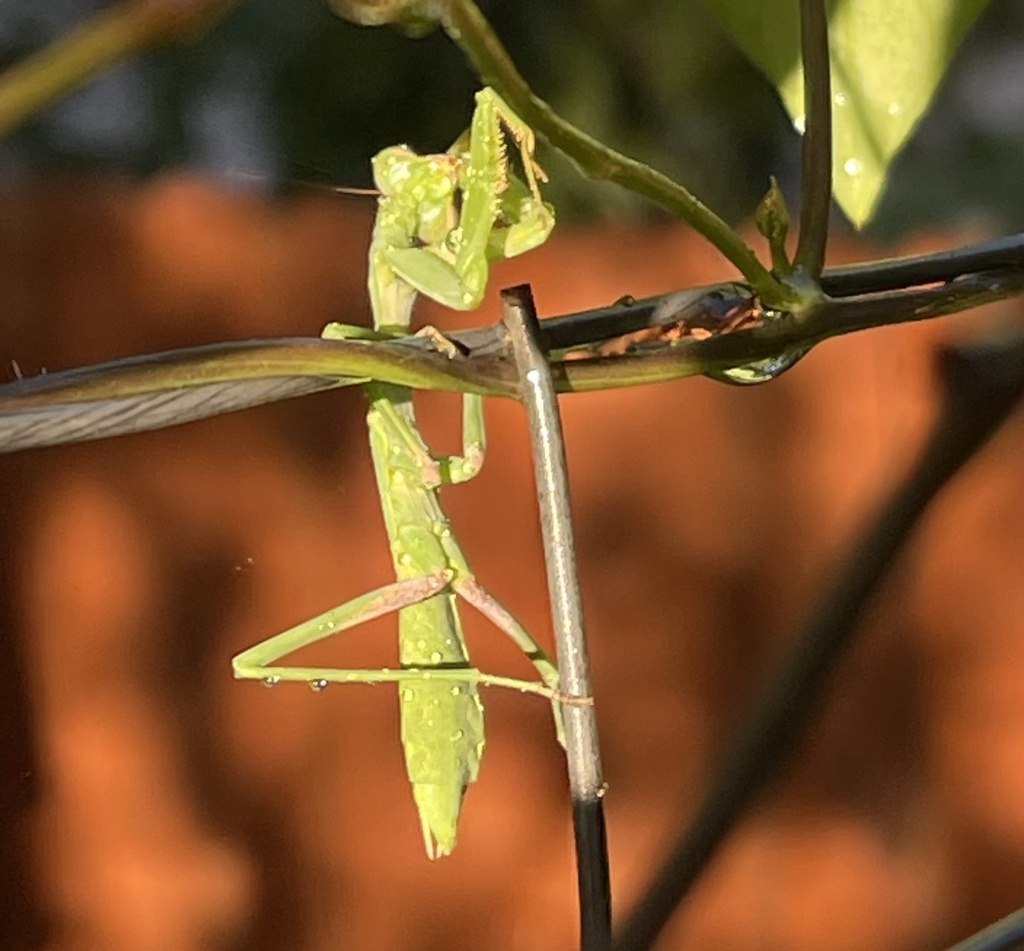 Ecological Interaction: Praying mantis engaging in predatory behavior; Predation: Controls prey population; Habitat Utilization: Mantis blends with foliage; Biodiversity Support: Contributes to food web balance.