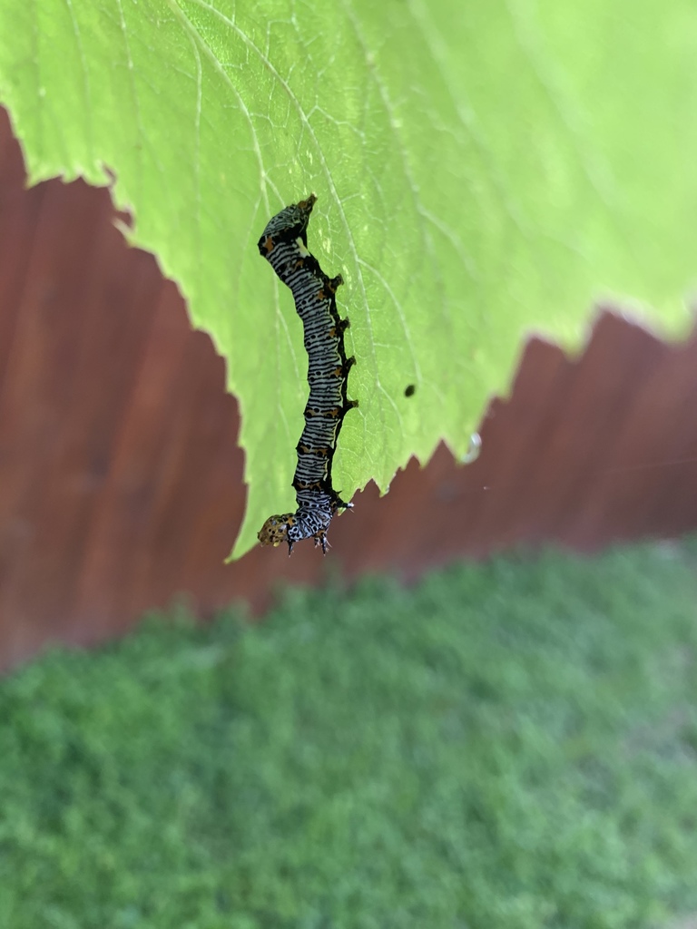 A caterpillar with a striped pattern on a bright green leaf, showcasing the Pulse Types of Herbivory, Ecological Interaction, and Biodiversity Support within its environment.